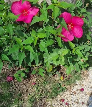 De La Maison Rouge Hotel Saint-Christophe-sur-le-Nais